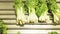 Varieties of green salad sold in supermarket stock footage video