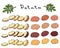 Varieties of Potatoes of Different Colors. Potato Slices and Nightshade Leaves. . Food Illustration. Fresh Farm