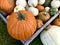 Varieties of pumpkins and squashes