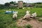 Variety of Active Birds Having Fun in Barnyard