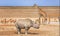 A variety of animals around a waterhole in Etosha National Park