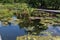 A variety of aquatic plants filling a large outdoor pond at a park in Chicago, Illinois