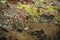 A variety of Autumn (Fall) leaves in brown and golden hues on wet soil of woodland floor.