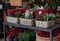 Variety of baskets full of Christmas spirit seasonal flowers and plants in a garden shop