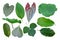 Variety beautiful leaves of tropical tree collection