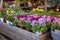 Variety of beautiful spring primroses flowers - primula polyanthus or Perennial primrose in the garden shop at spring season