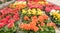 Variety of  begonias flowers