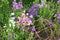 Variety of bell shaped flowers and wicker spherical composition in landscaping. Campanula champion, Canterbury Bells