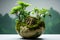 Variety of bonsai, kokedama from plants