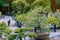 Variety of Bonsai trees were planted in pots and was many sorted for decoration