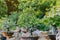 Variety of Bonsai trees were planted in pots and was many sorted for decoration