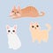 Variety breeds cats in different poses sitting, standing, stretching, playing, lying. Collection of kittens. Sweet cat