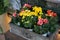 Variety of bright Begonia flowering plants from the family Begoniaceae at the garden shop in spring time