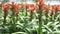 A variety of bromeliad in the nursery, Thailand