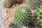 Variety cactus at cactus
