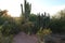 A variety of cactus species in the Saguaro National Park