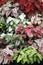 Variety of Caladium plants with beautiful heart shape leaves.