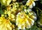 Variety of chrysanthemum bahama lemon dahlia , one flower in close-up