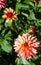 Variety of chrysanthemum crazy legs dahlia , one flower close-up