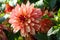 Variety of chrysanthemum crazy legs dahlia , one flower in close-up, one large orange-red-pink flowe