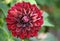 Variety of chrysanthemum fidalgo blacky asteraceae plant,