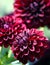 Variety of chrysanthemum fidalgo blacky asteraceae plant