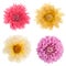 Variety chrysanthemum flowers