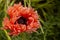 a variety of Chrysanthemum and morifolium hyrid flower