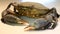 A variety of close up views and angles of a live fresh mud crab. Claws, mouth face and shell detail. Wild caught crustacean. Inter