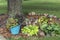 Variety of coleus and hostas in lawn garden