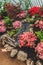 Variety of colorful azalea flowers and different plants in Royal Greenhouse of Laeken Belgium