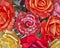 Variety of colorful fake roses, floral background