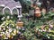 Variety of colorful flowers, leafs and trees in a sprawling garden outside a house on a sunny day