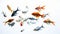 A variety of colorful goldfish swimming on white background