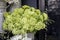 Variety of colors near the Liberty store in London. Large bouquets in tin vases. Green hydrangea in a zinc bucket and daffodils