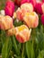 Variety colors tulips background on spring