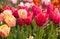 Variety colors tulips background on spring .