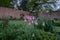 A variety of colourful wild flowers on display in Eastcote House Gardens, historic walled garden maintained by volunteers, UK