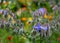 Variety of colourful wild flowers including edible borage growing in the garden at Hidcote Manor, the CotswoldK