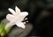 A variety of Crested Philippine flower in close up perspective shot