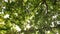 Variety crowns of the trees in the summer autumn forest against the blue sky with the sun. Bottom view of the trees