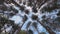 Variety crowns of the trees in the summer spring forest against the blue sky with the sun. Bottom view of the trees