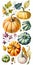 Variety of decorative pumpkins illustration, Thanksgiving concept
