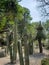 variety of desert cactus and plants decorating a mexican garden