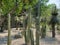 variety of desert cactus and plants decorating a mexican garden