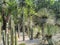 variety of desert cactus and plants decorating a mexican garden