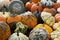 Variety of different pumpkins in autumn close uo full frame