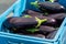 Variety of eggplant vegetables, white, graffiti, purple, round eggplant Violet