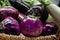 Variety of eggplant vegetables, white, graffiti, purple, round eggplant Violet