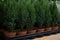 Variety of evergreen plants-Chamaecyparis lawsoniana Ellwoodii cypress trees in pots on the shelve at greek garden shop.
